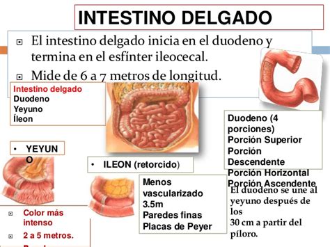 Clase de intestino delgado y grueso