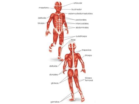 CLASE RAÚL: EL APARATO LOCOMOTOR