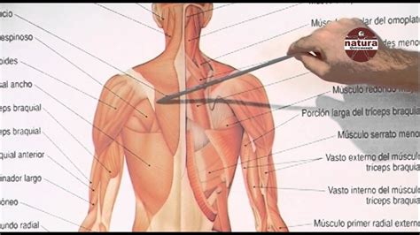 Clases de anatomia Los músculos de la espalda y del cuello ...