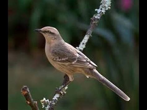 Clases de aves   La Calandria   YouTube