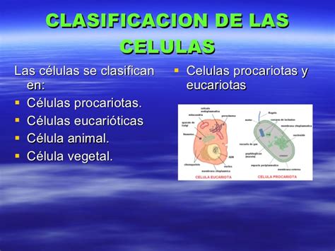 Clases de celulas