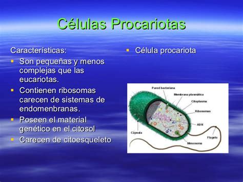 Clases de celulas