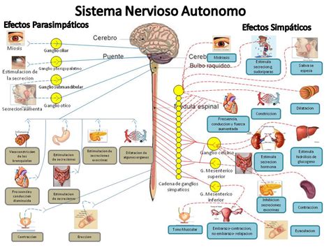Clases de Fisiología: Funciones del Sistema Nervioso Autonomo