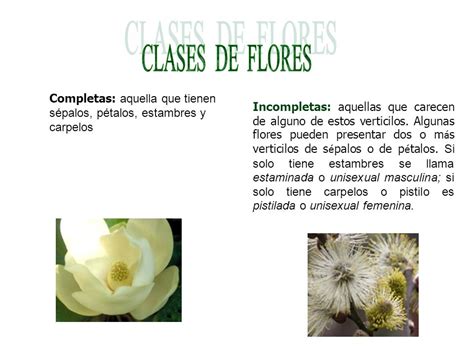 CLASES DE FLORES Completas: aquella que tienen sépalos ...