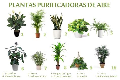 Clases De Plantas De Interior. Cool With Clases De Plantas ...