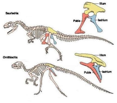 Clasificación de dinosaurios | Universo Animal