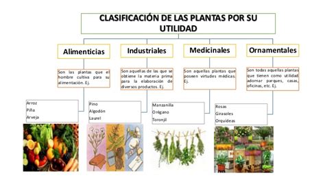 Clasificación de las plantas según su utilidad