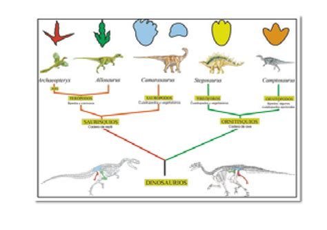 Clasificación de los dinosaurios atendiendo a la ...