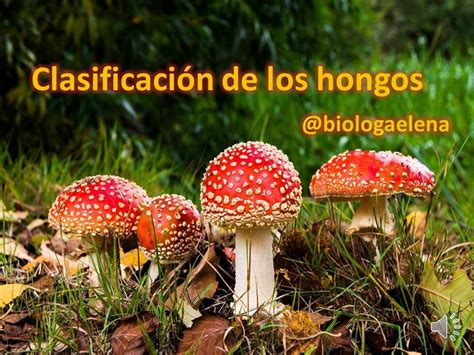 Clasificación de los hongos   Diversidad del reino Fungi ...