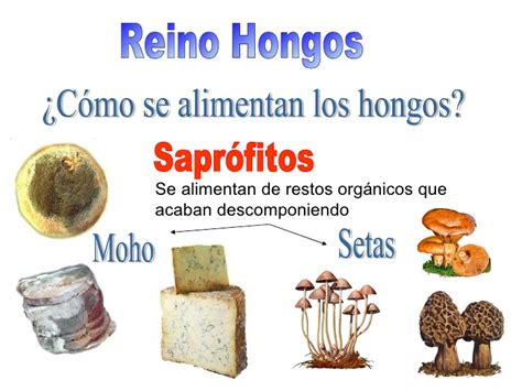 CLASIFICACION DE LOS REINOS Y MICROORGANISMOS