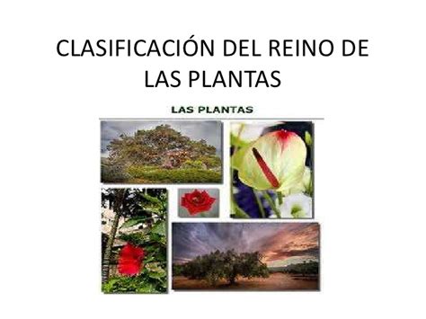 Clasificación del reino de las plantas