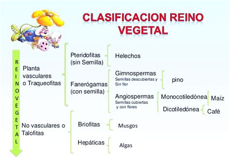 Clasificación del reino vegetal   Reino vegetal
