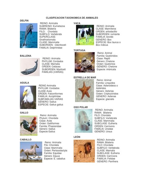 Clasificacion Taxonomica de Animales