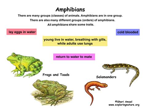 Class   Amphibians  Grade K 3
