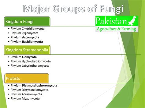Classification and Nomenclature of Fungi PakAgriFarming ...