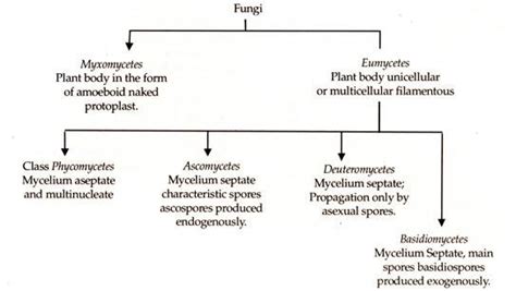 Classification of Fungi| Botany