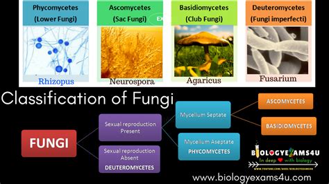 Classification of Fungi   Phycomycetes, Ascomycetes ...