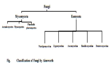 Classification of Fungi   study Material lecturing Notes ...