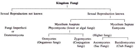 Classification of Fungi  With Diagram