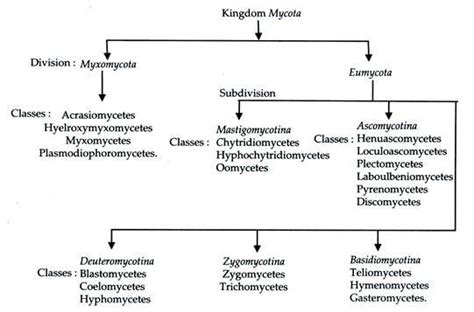 Classification of Higher Fungi