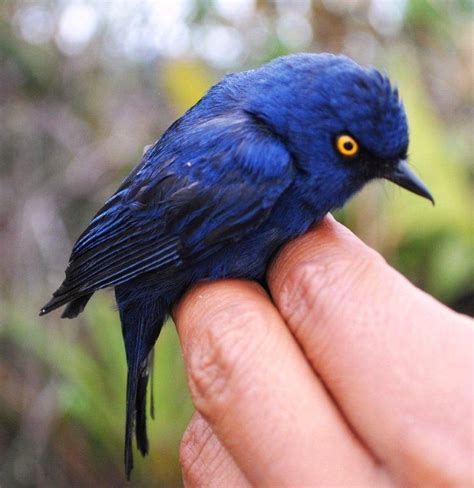 Climate change driving tropical birds to higher elevations ...