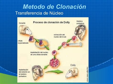 CLONACION HUMANA, Nuevos Descubrimientos / Terapias ...