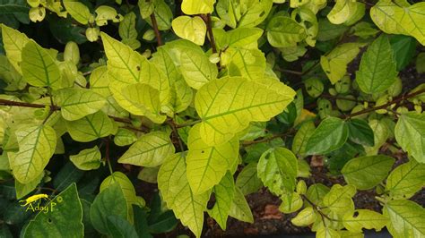 Clorosis Férrica, hojas amarillas en tus plantas