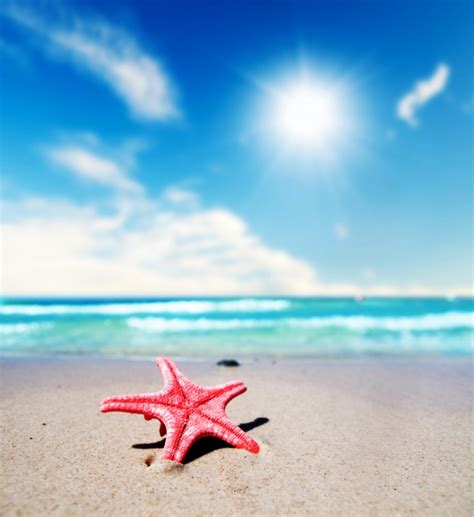 Close up of pretty starfish on a summer day Photo | Free ...
