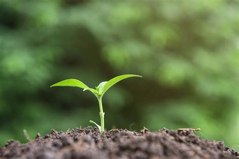 Club de Jardinería   Cómo sembrar semillas en el jardín