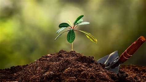 Club de Jardinería   Tierra o humus, el suelo para tu jardín