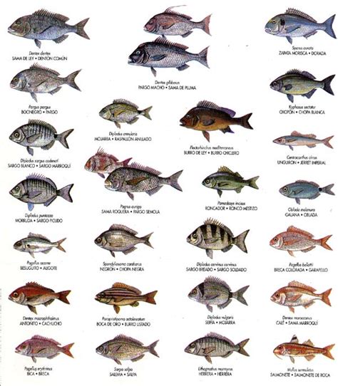 Club de pesca deportiva El Sargo Especies