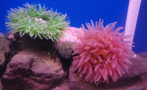 Cnidarios: pólipos y medusas