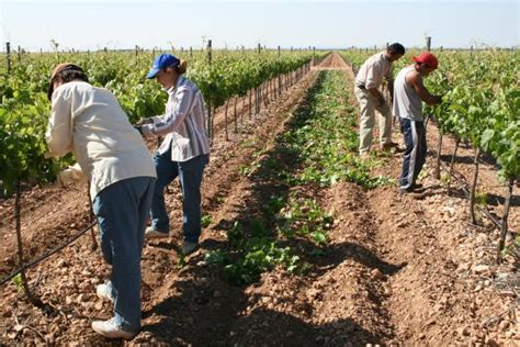 COAG denuncia la utilización de agricultures como mano de ...