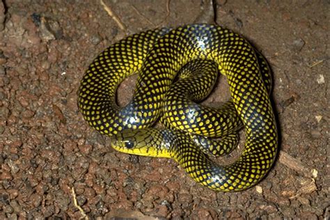 Cobra d água | Wiki Mundo Animal | FANDOM powered by Wikia