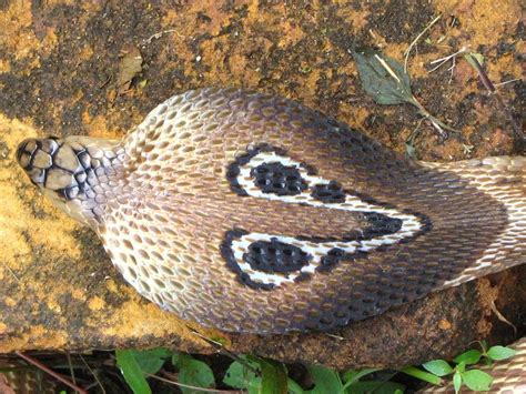 Cobra reale: il serpente velenoso più grande del mondo