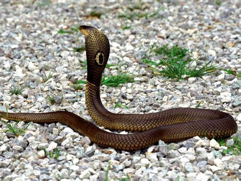 Cobras. Serpentes. Características das cobras ...
