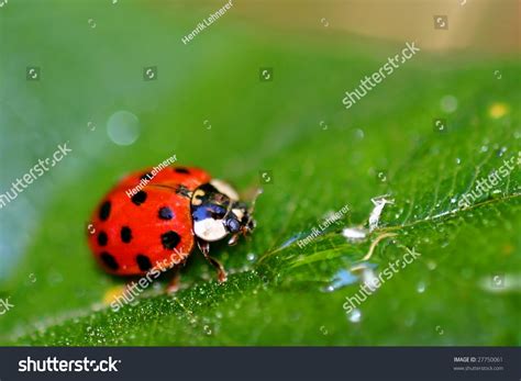 Coccinellids Or Ladybugs Are Small Insects And Are Found ...