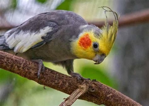 Cockatiel Names Parrot Bird Beautiful All Types Of Small ...