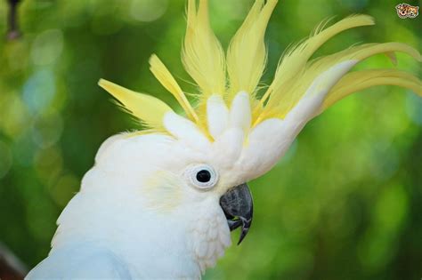 Cockatoos: The Most Affectionate Parrots on the Planet ...