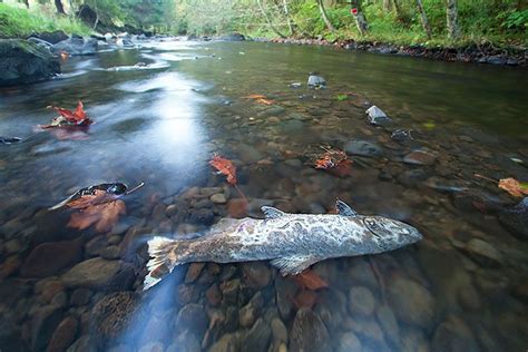 Coho Salmon Are Choking to Death on Urban Pollution—but ...
