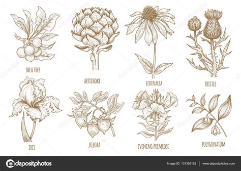 Colección de dibujo de la mano de las plantas medicinales ...