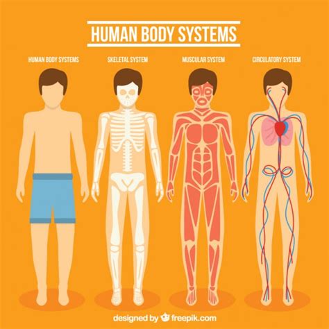 Colección de sistemas del cuerpo humano | Descargar ...