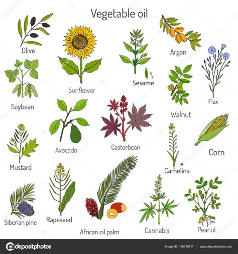 Colección de vectores de diferentes plantas — Vector de ...