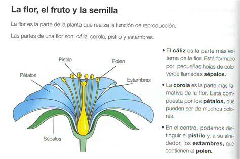 Colegio Infantil Primaria Tiscamanita: Las partes de una flor