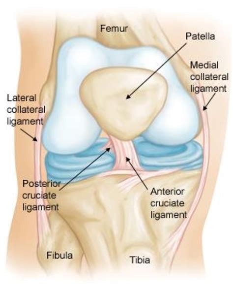 Collateral Ligament Injuries   OrthoInfo   AAOS