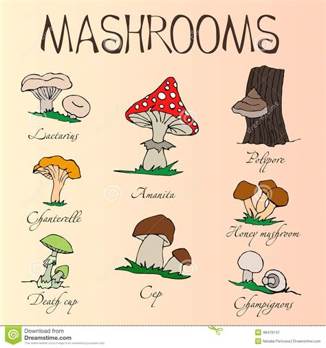 collection cartoon mushrooms hand drawing edible poisonous ...