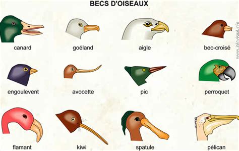 Collège Frédéric Bazille   Les oiseaux