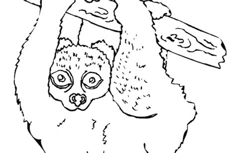 Colorear animales del bosque | Ciervo | Dibujos para ...