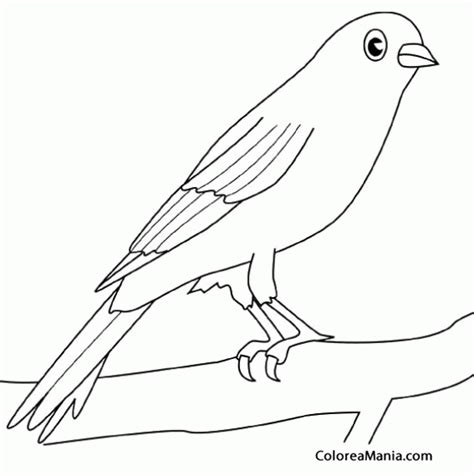 Colorear Canario en rama de árbol  Aves , dibujo para ...
