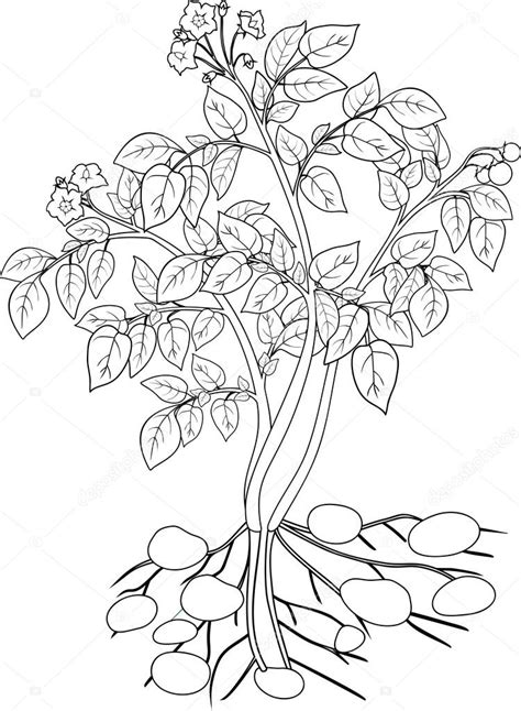 colorear con planta de papa — Archivo Imágenes Vectoriales ...